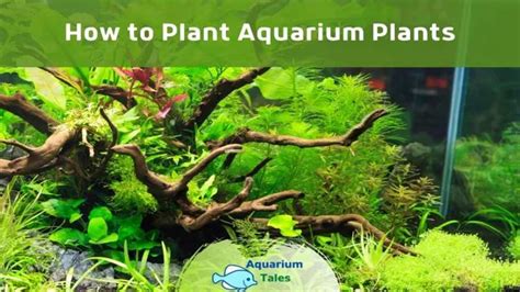 How to Properly Plant Aquarium Plants: A Beginner's Guide for a ...