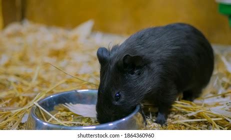 533 Guinea Pig Eating Hay Images, Stock Photos & Vectors | Shutterstock