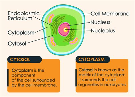 Cytosol Vs Cytoplasm Differences And Comparison (getbest)