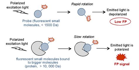 Figure 2: [Diagram of a fluorescence polarization...]. - Assay Guidance ...