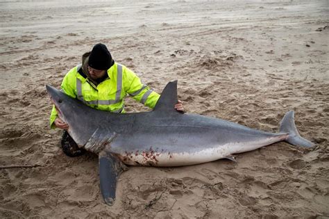 A Mako Shark washes up onto a Welsh beach 7000 miles away from its ...