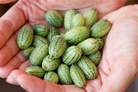 Mexican Sour Gherkin Cucumber Packet of 15 seeds