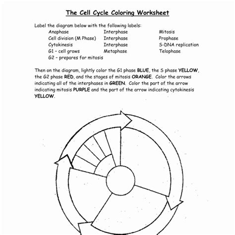 The Cell Cycle Worksheet Answer Key Biology Corner › Athens Mutual ...