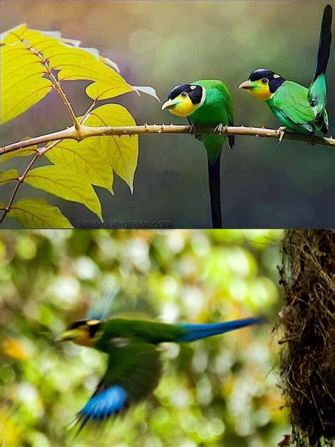 Long-tailed Broadbill - Save Our Green