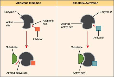 Noncompetitive Enzyme Inhibitors