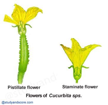 Cucurbitaceae: General characters, Distribution, Important plants ...