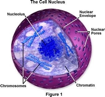 In Plant Cell Nucleus Is Generally Placed - Reassessing Apoptosis In ...