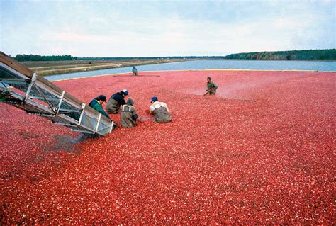 Farm Babe: Cranberries are a crop to be thankful for | AGDAILY