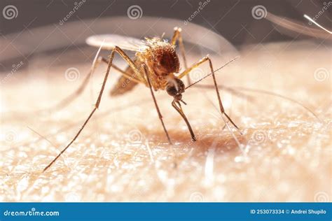 A Mosquito Drinks Blood on Human Skin. Stock Photo - Image of bite ...