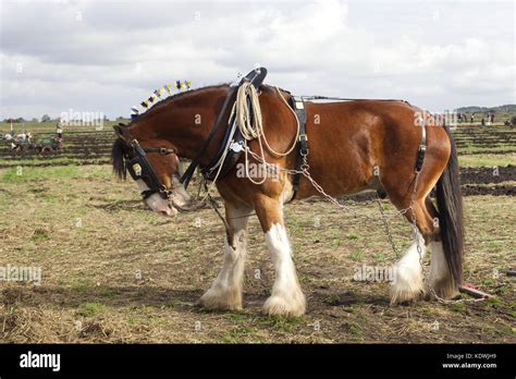 Shire horse demonstration hi-res stock photography and images - Alamy