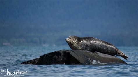 Prince of Wales Island: Wildlife — Destination: Wildlife™