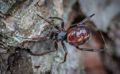 What is a false black widow spider? - The Spider Blog