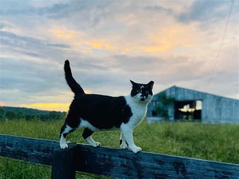 Adopt a Barn Cat – CVHS – Central Vermont Humane Society