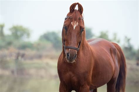 Kathiawari Horse: Breed Profile