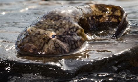 Clingfish of the Florida Panhandle | Panhandle Outdoors