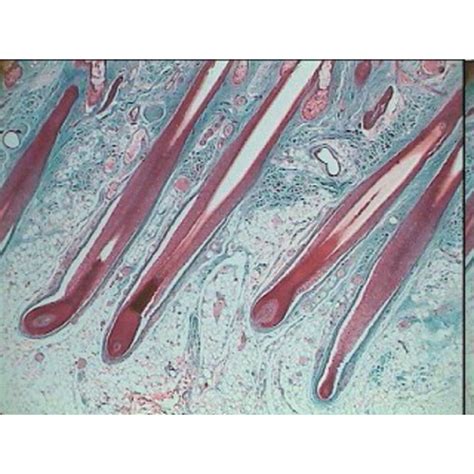 E8A08199 - Prepared Microscope Slide Set - Human Anatomy: Set 1 - Set ...