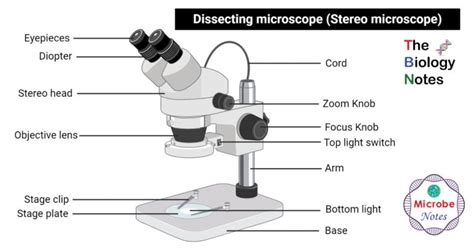 Dissecting microscope (Stereo or stereoscopic microscope)- Definition ...