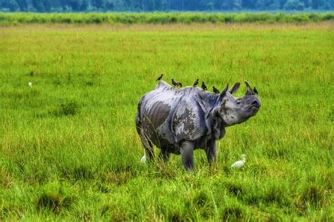 Zero Rhino poaching in Kaziranga: Here's how it was achieved