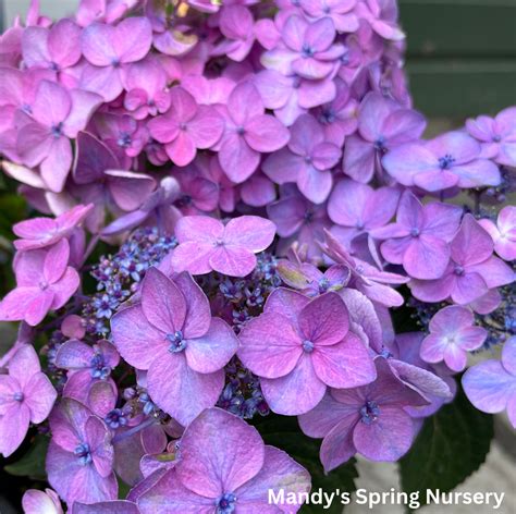 Pop Star Bigleaf Hydrangea | Hydrangea macrophylla – Mandy Spring Farm ...