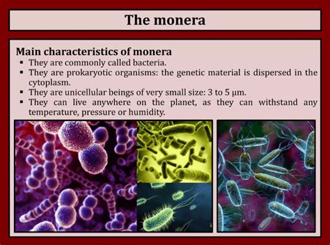 Kingdom Monera Examples, Characteristics, Definition, and Diagram