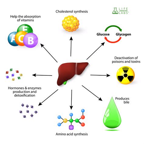 Fuel Your Liver with #LiverLiberate and Liberate Your Life! http ...