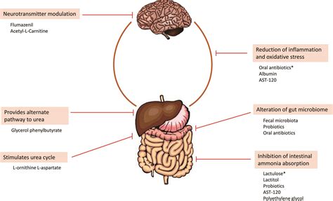 Novel Agents in the Management of Hepatic Encephalopathy: A Review