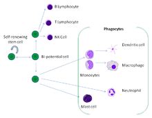 Phagocyte - Wikipedia