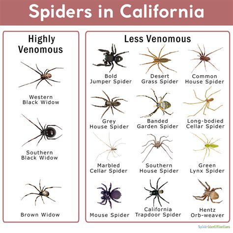 Spiders in California: List with Pictures