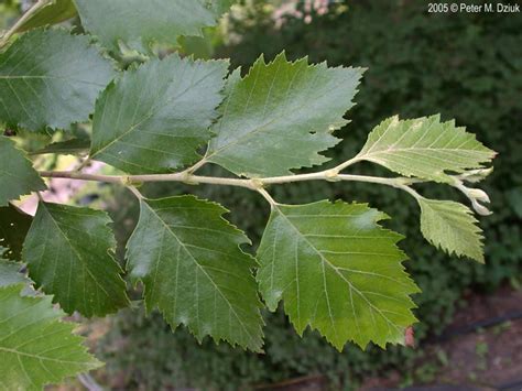 Betula nigra (River Birch): Minnesota Wildflowers