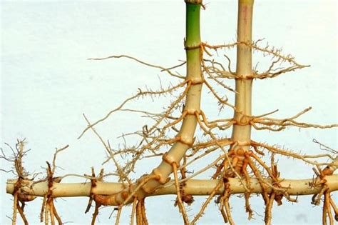 Containing and Removing Bamboo | University of Maryland Extension