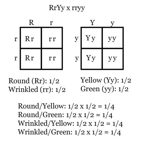 How To Set Up Punnett Squares Dihybrid