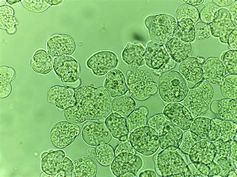 Entamoeba Histolytica Infection Treatment