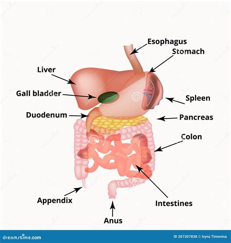 Anatomical Structure of the Abdominal Organs. Spleen, Liver ...