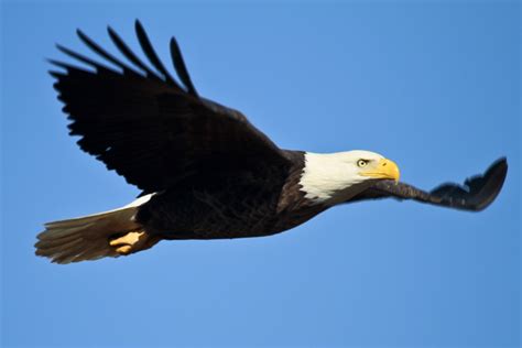 Bald Eagle In Flight Free Stock Photo - Public Domain Pictures