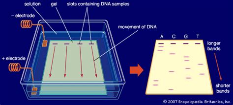 Gel electrophoresis | DNA Separation & Analysis | Britannica