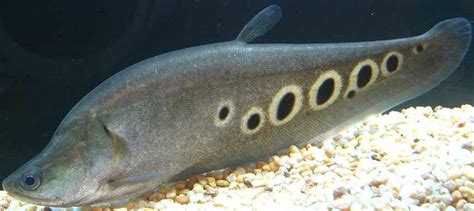 Clown Knifefish - Chitala Ornata - Tropical Fish Site