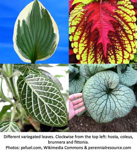 Variegated Plants: So Much to Discover! - Laidback Gardener