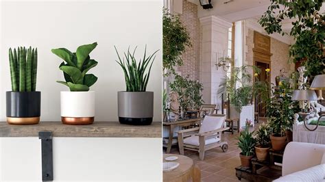 Best home office plants to brighten your working space & where to buy ...