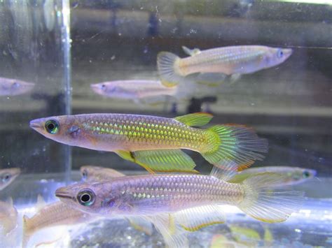 Breeding Golden Wonder Killifish: Top 4 Useful Information