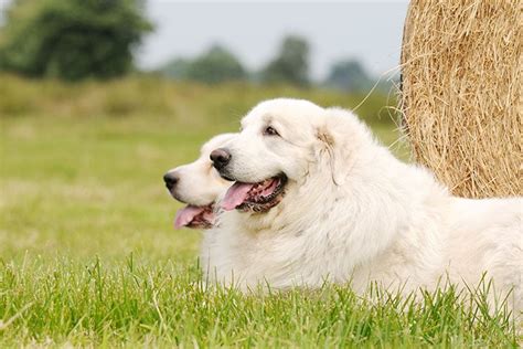 Do Great Pyrenees Dogs Howl