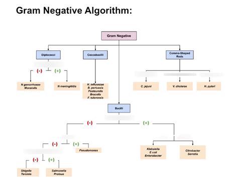 Gram Negative Flow Chart 2 Diagram | Quizlet