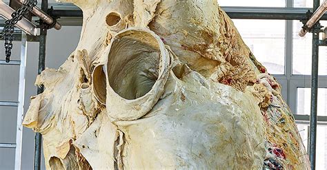 How scientists preserved a 200kg blue whale heart | WIRED UK