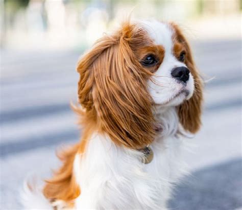 English Toy Spaniel Puppies for Sale | Buckeye Puppies