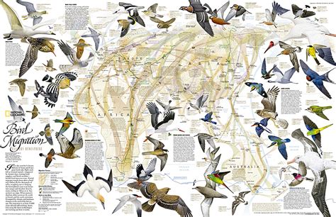 Bird Migration Eastern Hemisphere Map - World - Map Archive - Wall Maps