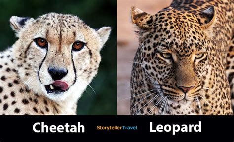 Cheetah vs Leopard: 14 Key Differences (Speed, Size, Spots ...