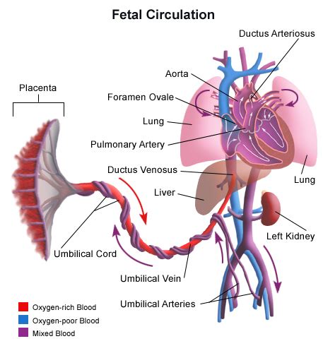 Ductus Venosus Ductus Arteriosus And Foramen Ovale