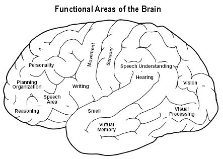 Understanding The Brain Function