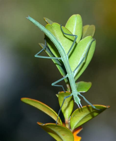 Leptynia hispanica