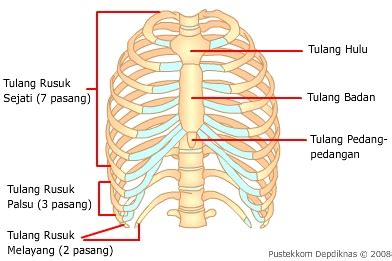 tulang rusuk dan tulang dada - RumusHitung.Com