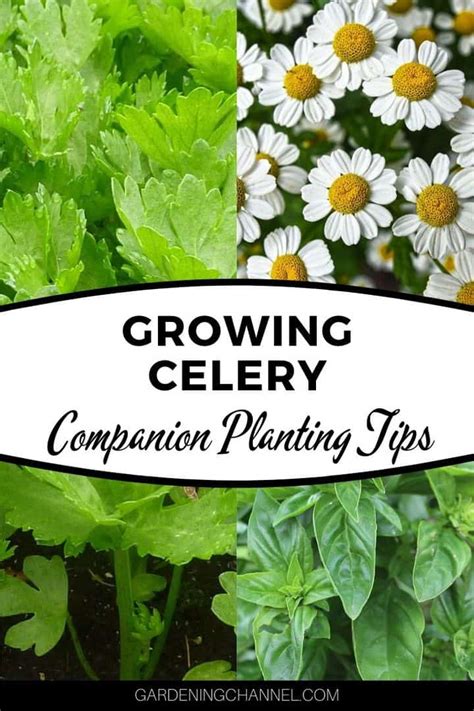 What grows well with celery? - Gardening Channel